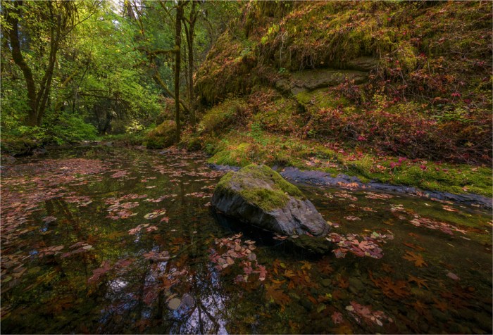 Montgomery-State-Reserve-2015-09-US-CAL166-17x25