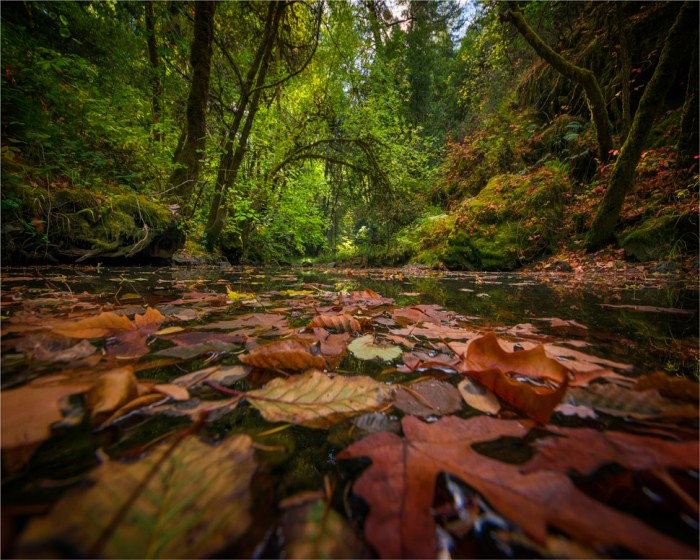 Montgomery-State-Reserve-2015-09-US-CAL176-20x25