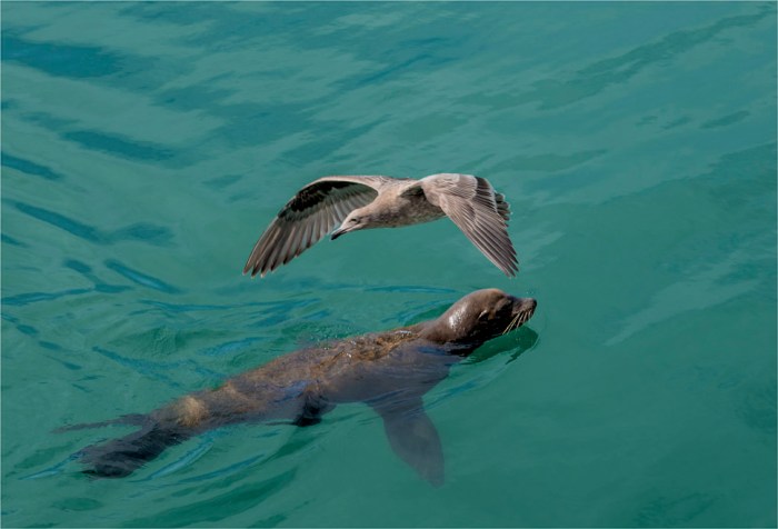 Morro-Bay-2015-09-US-CAL010-17x25