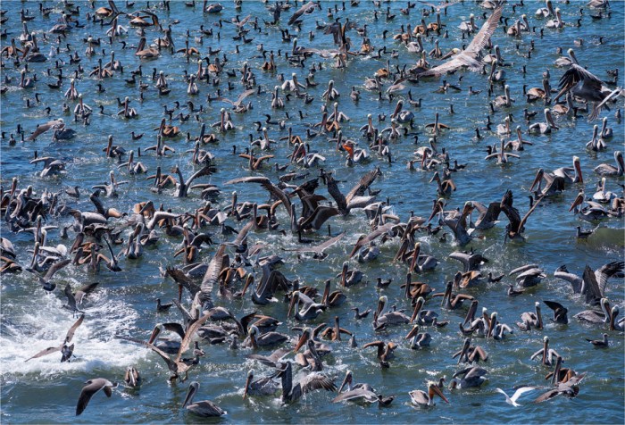 Piedras-Blancas-Marine-Park-2015-09-US-CAL259-17x25