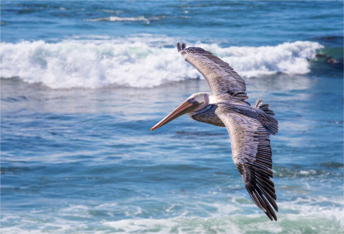 Piedras-Blancas-Marine-Park-2015-09-US-CAL287-17x25