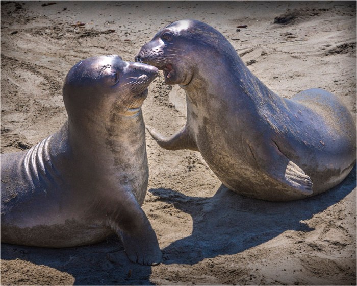 Piedras-Blancas-Marine-Park-2015-09-US-CAL297-16x20