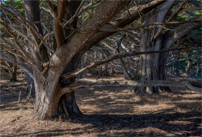 Point-Lobos-Cypress-2015-09-US-CAL002-17x25