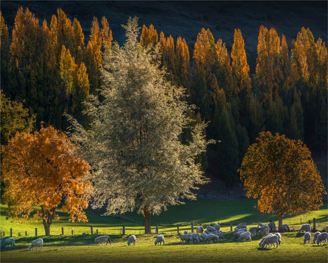 Farming-Glendhu-Bay-2016-NZ023-20x25