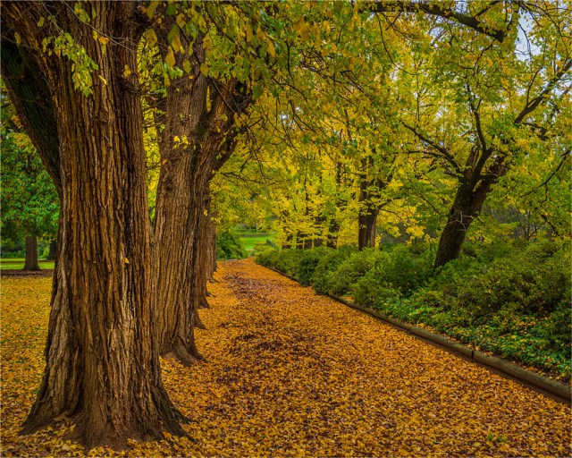 Albury-Gardens-VIC-041-20x25