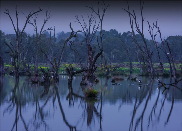 Albury-Murray-River-Wetlands-VIC-030-18x25
