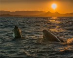 Humpbacks-010-20×25