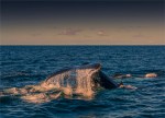 Humpbacks-016-18×25