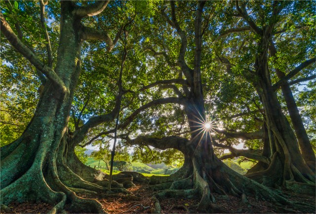 sunstar-new-farm-road-ni055-17x25