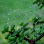 water-droplets-2016ni-043-18×18