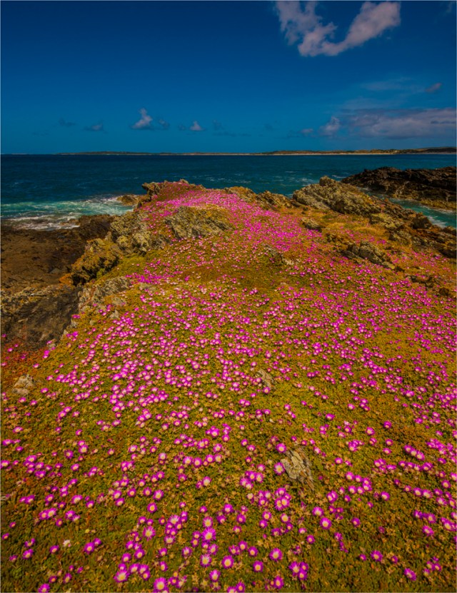 seal-bay-king-island-tas-2016-088-20x26