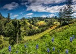 Douglas-Drive-Valley-2017-Norfolk-Island-02788