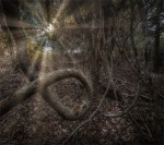 Mission-Valley-Forest-Glow-180919-Norfolk-Island-0231