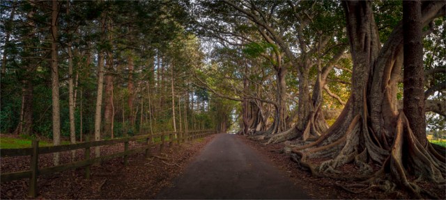 New-Farm-Dawn-180919-Norfolk-Island-012-Panorama