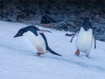 Paulet-Island-11272019-Antarctic-Peninsular-174