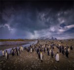 Salisbury-Plain-11222019South-Georgia-Island-100816