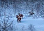 Moose-Skogsfjordvatnet-2020-Feb-Tromso-NOR-031